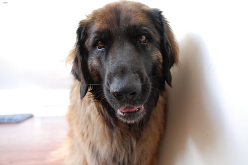 Lost Leonberger brown named Bailey in Laval