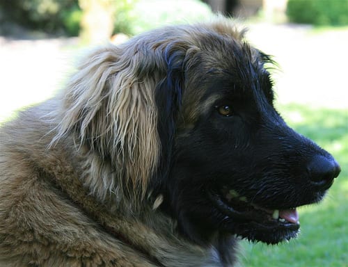 Lost Leonberger tan named Nala in Brampton