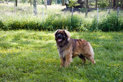 Lost Leonberger tan named Cooper in Swift Current