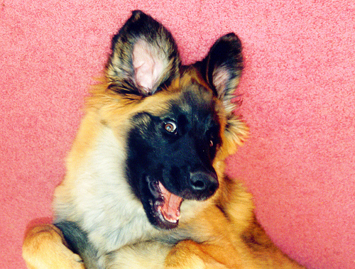 Lost Leonberger chocolate named Bailey in Toronto