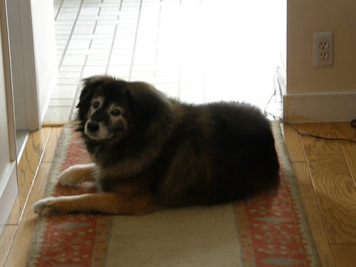 Lost Leonberger cream named Bailey in Terrebonne