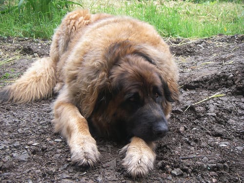 Lost Leonberger grey named Finn in Oromocto