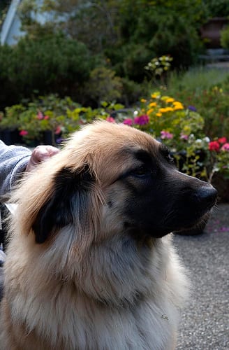 Lost Leonberger brown named Zoey in New Glasgow
