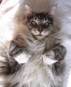 Lost Maine Coon grey tabby named Oscar in Halifax