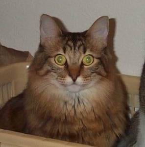Lost Maine Coon black and white named Lola in New Westminster