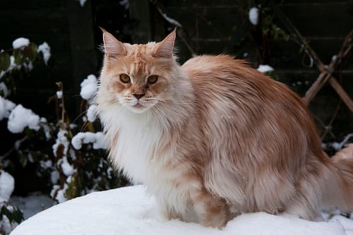 Lost Maine Coon cream named Oreo in Timmins