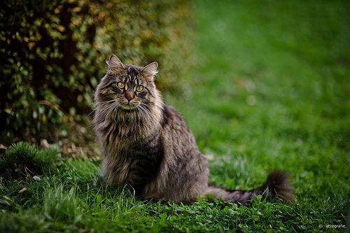 Lost Maine Coon cream named Toby in Cornwall