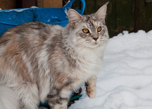Lost Maine Coon grey tabby named Pumpkin in Pickering