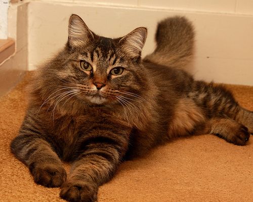 Lost Maine Coon tabby named Lola in Edmonton