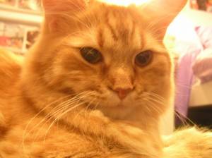 Lost Maine Coon white named Chloe in Victoria
