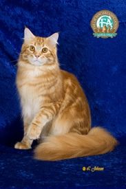 Lost Maine Coon black named Toby in Boucherville