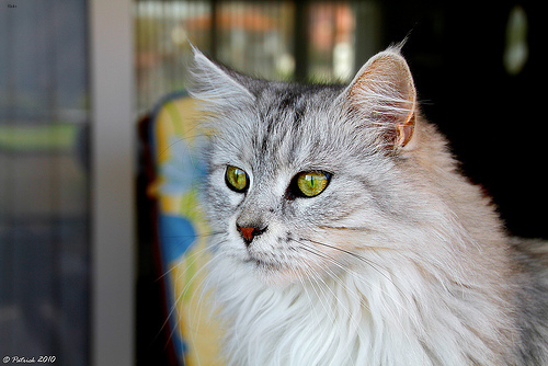 Lost Maine Coon black named Jasper in Vancouver