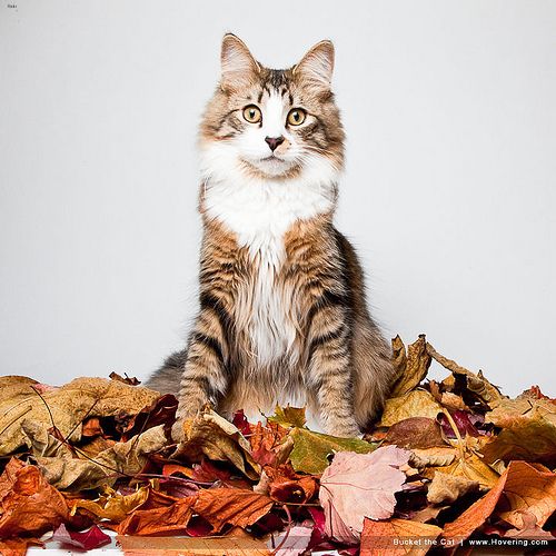 Lost Maine Coon orange tabby named Shadow in Winkler