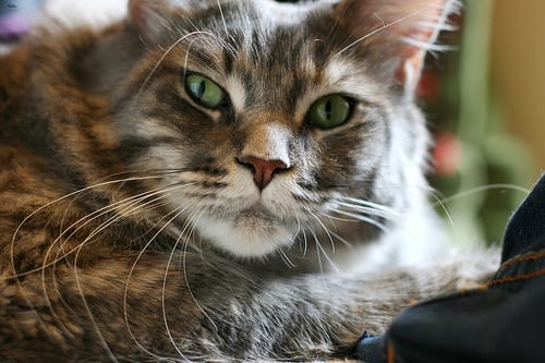 Lost Maine Coon white named Oreo in Winnipeg