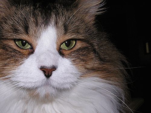 Lost Maine Coon white named Oscar in West Vancouver