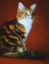 Lost Maine Coon calico named Oreo in Edmundston
