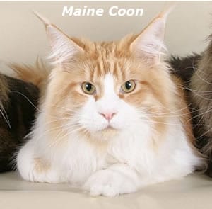 Lost Maine Coon grey tabby named Tiger in Amherst
