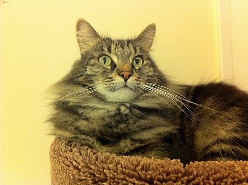 Lost Maine Coon grey tabby named Shadow in Corner Brook