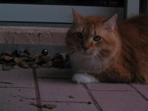 Lost Maine Coon tortoiseshell named Oscar in Moose Jaw