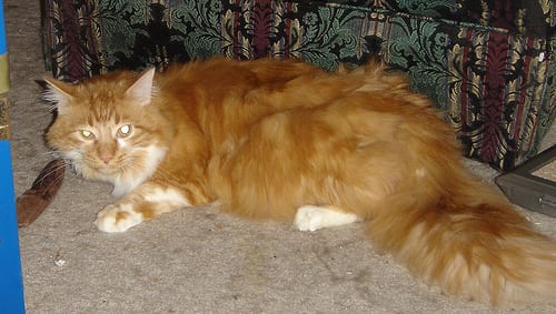 Lost Maine Coon tortoiseshell named Shadow in St. Catharines