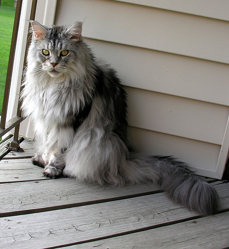 Lost Maine Coon calico named Jasper in Oakville