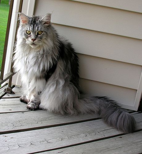 Lost Maine Coon tortoiseshell named Cleo in Québec City