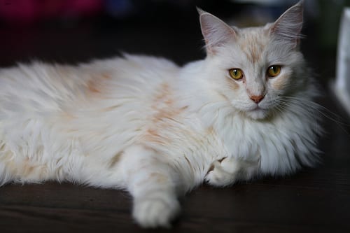 Lost Maine Coon calico named Smokey in Kitchener