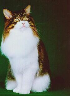 Lost Maine Coon orange tabby named Mittens in Grande Prairie