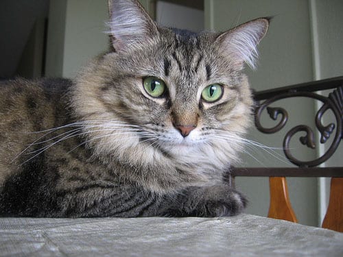 Lost Maine Coon cream named Oreo in Aurora