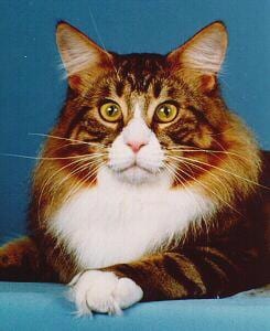 Lost Maine Coon calico named Ginger in Kingston