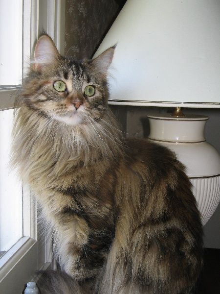 Lost Maine Coon orange tabby named Oreo in Vancouver