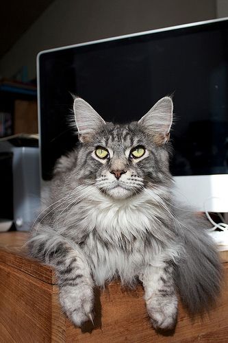 Lost Maine Coon grey tabby named Jasper in Ajax