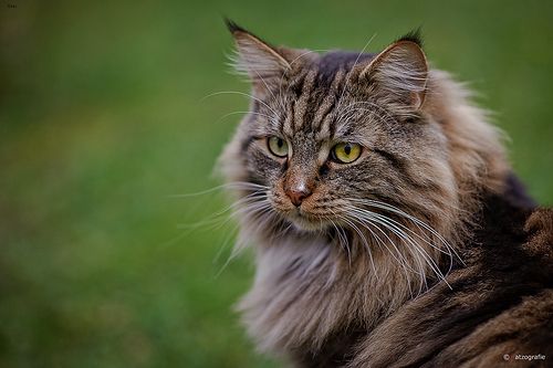 Lost Maine Coon white named Felix in Cochrane