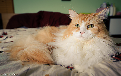 Lost Maine Coon tortoiseshell named Felix in Toronto