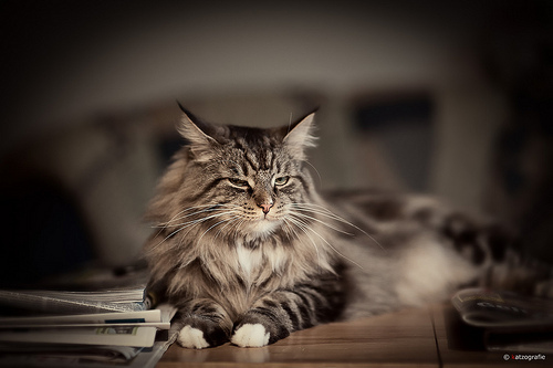 Felix