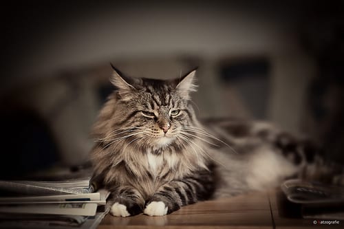 Lost Maine Coon grey tabby named Felix in Cranbrook