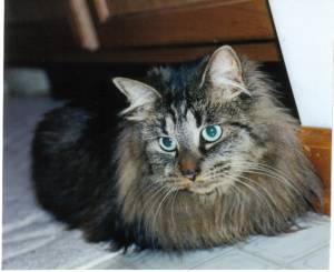 Lost Maine Coon black and white named Shadow in North Vancouver