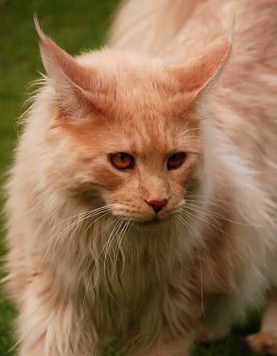 Lost Maine Coon black and white named Toby in West Vancouver