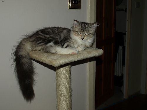 Lost Maine Coon white named Shadow in Winnipeg