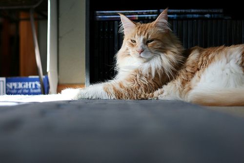 Lost Maine Coon cream named Oscar in Chestermere