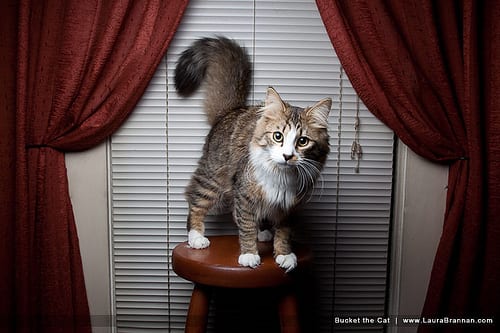 Lost Maine Coon black and white named Bella in Orangeville