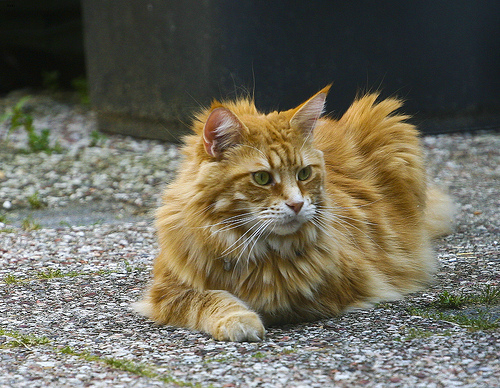Lost Maine Coon black named Tiger in Mississauga