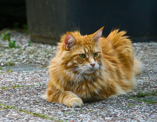 Lost Maine Coon calico named Toby in Surrey
