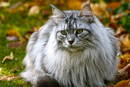 Lost Maine Coon tortoiseshell named Salem in Saint-Jean-sur-Richelieu