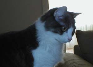 Lost Maine Coon grey named Lola in Okotoks