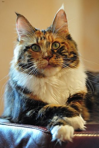 Lost Maine Coon tortoiseshell named Willow in Winkler