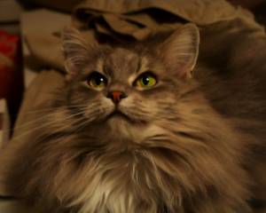 Lost Maine Coon white named Oscar in Montréal