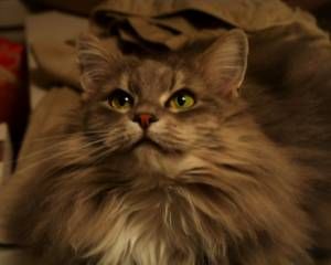 Lost Maine Coon white named Oscar in Montréal