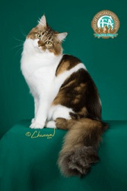 Lost Maine Coon cream named Misty in Prince Rupert