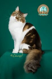 Lost Maine Coon cream named Misty in Prince Rupert